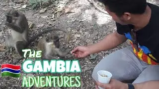 The Gambia Adventure!  Meeting MONKEYS and CROCODILES!  | EngineCadet Perl | Travel Vlog #7