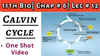 Light Independent Reactions| How to Draw Calvin Cycle?| Dark Reactions| C-3 Pathway| 11th Bio|Ch # 6
