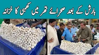 Khumbi in Thar Desert After Monsoon | Wild Mushrooms, Local Price & Health Benefits