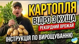 Ростимо картоплю ПРАВИЛЬНО: Покроковий гайд від А до Я для рекордного врожаю