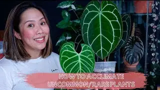 HOW TO ACCLIMATE YOUR UNCOMMON | RARE PLANTS |