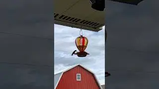 Hummingbird Feeder at Cloverleaf Farms #cloverleaffarmsdc #hummingbird