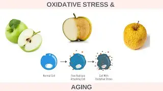 What is Oxidative Stress & How it Contributes to Premature Aging?