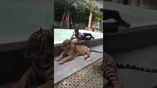 Tiger park #thailand