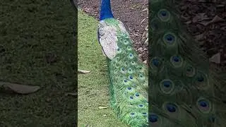 pretty peacock