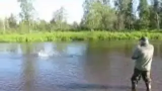 King Salmon Fishing on the Deshka River