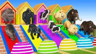 Cow Elephant Tiger Gorilla Hippo 3d Animal Long Slide Game Funny 3d Paint Animals Cage Game