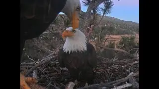J&S Show Off Mega Crops, Duet At Dusk💞 1-18-21 Big Bear Eagles🦅