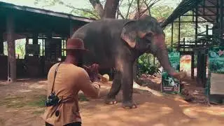 I played trumpet for an Elephant in Thailand! Watch how it responds! (Sheldon Quick playing Misty)