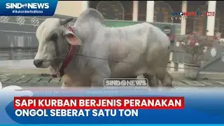 Presiden Jokowi Kurban Sapi Satu Ton di Masjid Surabaya - Sindo Sore 16/06