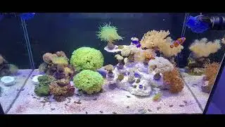 Layout Aquário marinho 200L e Balling caseiro 