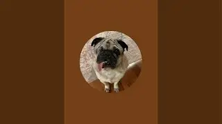 Pug pug pug Sandor  is live! This is a test