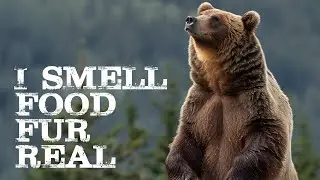 Did You Know Bears Can Smell From Miles Away | Funny Animal Fact Songs