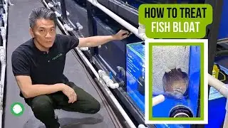 Oh no! Fish Dropsy & Fish Bloat, How to Treat - OZ Discus