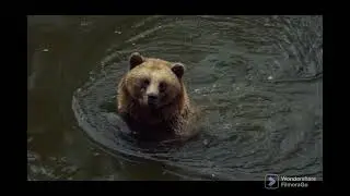 Bear 🐻 | funny brown bear | funny video of animal | #bear #funnyanimals2022 #animals