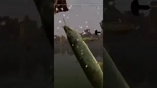 Emerald Lake - Trophy Grass Pickerel #fishing #asmr #rain