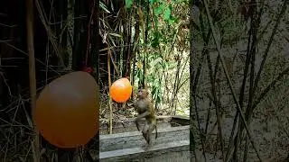 Best video of baby monkey action, Great life of monkeys. #monkeymonkey #cuteanimal #animals