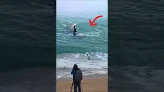 Shocking ! An ORCA whale hits 3 surfers!