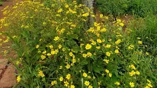 Pune to kaas Pathar road trip | Kaas Plateau #roadtrip
