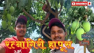 248Th Vlog🤩 हापूस आंबा आपल्या भेटीस🥭 |Alphanso Mango Farmer| Ratnagiri Hapus | Kokan | @a_kvlogs0124