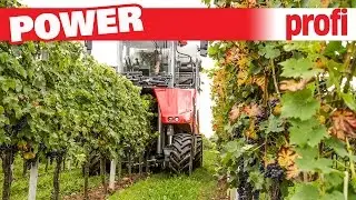 Weintraubenvollernter Ero-Grapeline 6200