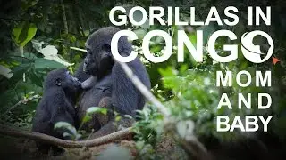 Gorillas in Congo: Mom and Baby