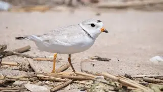 2023 Audubon Alliance for Coastal Waterbirds Returning Monitor Training - Conservation & Education