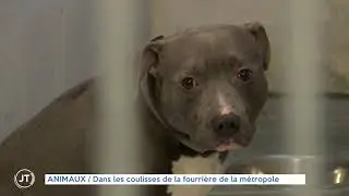[Fourrière animale] Dans les coulisses de la fourrière de la métropole