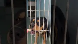 A5751435 Bilbo