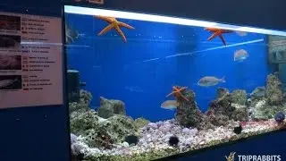 Aquarium (Ba&scaron;ka,Krk)