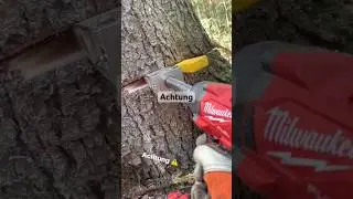 Achtung Baum F&auml;llt #forstwirtschaft #chainsaw #waldarbeit