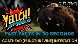 Goathead (Puncturevine) Infestation &mdash; Fast Facts in 30 Seconds