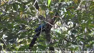 Chestnut-breasted Malkoha (Female) @ Chiu S C DSCN6399