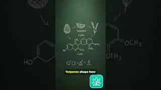 Know Your Terpenes!