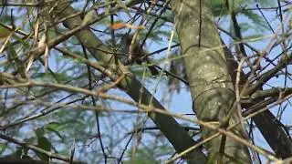 South India Holiday - Birds at Kabini KAAV Safari Lodge (Luxury Tent)
