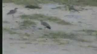 Crowned Plover
