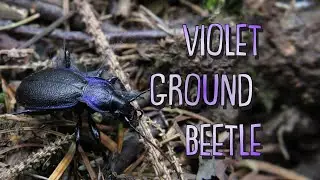 Violet Ground Beetle - Carabus Problematicus