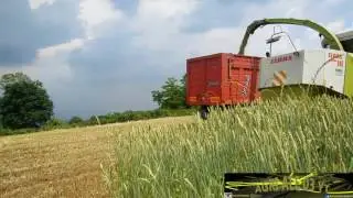 triticale silage 2016|claas jaguar 840+bodini direct 5mt|new holland t7 210x2+graziolix2