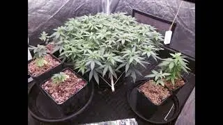 Bubba Kush / Lemon Power Haze Ep.4