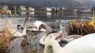 Swanfamily want breakfast but Mama Swan want it all for herself, biting my pants for attention 