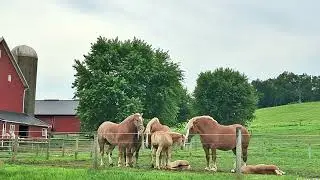 Amish Country Animals | Turn Your TV/PC Into Art | No Audio | 1 Hr | 10 min pics | Holmes County OH
