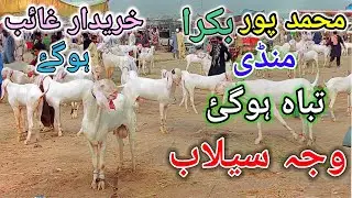  سیلاب کی وجہ سے محمد پور بکرا منڈی میں خریدار نہ ہونے کے برابر بیوپاری حضرات پریشان 01/09/2025