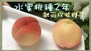 日本庭園能種水蜜桃嗎，種2年的水蜜桃能結幾顆果，樹上熟的水蜜桃甜嗎