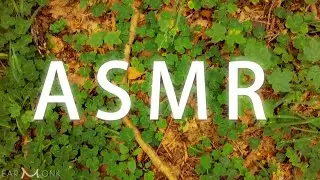 ASMR Forest Ground Walk | Crunching Leaves | Crackling Pine Needles