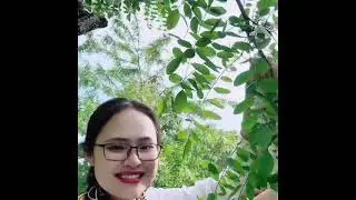 Harvest acacia, which grows wild in Japan, how to prepare the dish