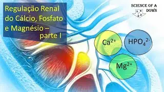 Transporte ao longo do néfron do cálcio, do fosfato e do magnésio - parte 1
