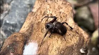 Spotted Orb-Weaver!
