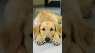 Tail-Wagging Fun at Tails Club