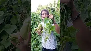 Sayang Ang sayote
