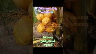 #hybrid dwarf coconut plants details call me one's 798990177215 free for those who buy 100 plants...